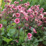 Geum 'Tempo Rose' Trädgårdsnejlikrot