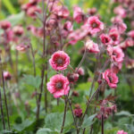 Geum 'Tempo Rose' Trädgårdsnejlikrot