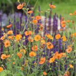 Geum 'Totally Tangerine' Trädgårdsnejlikrot