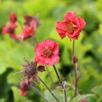 Geum rivale 'Flames of Passion' 2L Humleblomster