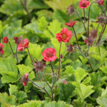 Geum rivale 'Flames of Passion' 2L Humleblomster