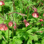 Geum rivale 'Leonard´s Variety' Humleblomster