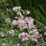Gypsophila 'Festival Pink Lady' 2L Brudslöja