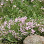 Gypsophila 'Festival Pink Lady' 2L Brudslöja