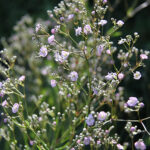 Gypsophila 'Rosenschleier' Brudslöja