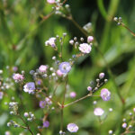 Gypsophila 'Rosenschleier' Brudslöja