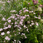 Gypsophila 'Rosenschleier' Brudslöja