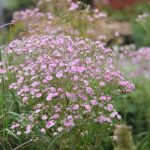 Gypsophila paniculata 'Flamingo' Brudslöja