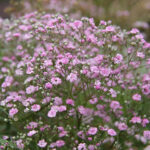 Gypsophila paniculata 'Flamingo' Brudslöja