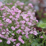Gypsophila paniculata 'Flamingo' Brudslöja