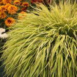 Hakonechloa macra 'Aureola' Gulbrokigt hakonegräs
