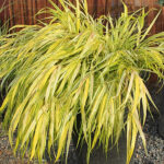 Hakonechloa macra 'Aureola' Gulbrokigt hakonegräs