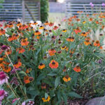 Helenium Autumnale-Gr. MARDI GRAS 'Helbro' 2L Solbrud