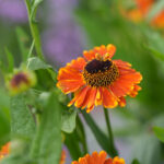Helenium Autumnale-Gr. MARDI GRAS 'Helbro' 2L Solbrud