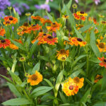 Helenium Autumnale-Gr. MARDI GRAS 'Helbro' 2L Solbrud
