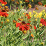 Helenium Autumnale-Gr. 'Moerheim Beauty' Solbrud
