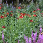 Helenium Autumnale-Gr. 'Moerheim Beauty' Solbrud