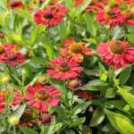 Helenium Autumnale-Gr. 'Salsa' 2L Solbrud