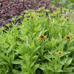 Helenium Autumnale-Gr. 'Short 'n' Sassy' Solbrud