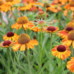 Helenium Autumnale-Gr. 'Short 'n' Sassy' Solbrud