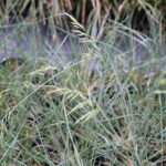 Helictotrichon sempervirens Silverhavre
