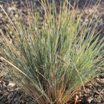 Helictotrichon sempervirens Silverhavre