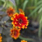 Heliopsis helianthoides 'Bonfire Sunset' NY Dagöga