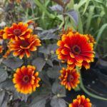 Heliopsis helianthoides 'Bonfire Sunset' NY Dagöga