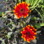 Heliopsis helianthoides 'Bonfire Sunset' NY Dagöga