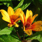 Heliopsis helianthoides 'Summer Nights' Dagöga