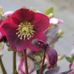 Helleborus Rodney Davey Marbled-Gr. ANNA'S RED 'Abcrd02' Julros