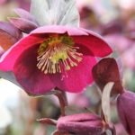 Helleborus Rodney Davey Marbled-Gr. ANNA'S RED 'Abcrd02' Julros