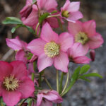 Helleborus WALBERTON'S® ROSEMARY 'Walhero' Julros
