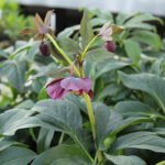 Helleborus hybridus 'Blue Lady' Hybridjulros