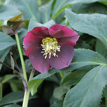 Helleborus hybridus 'Blue Lady' Hybridjulros