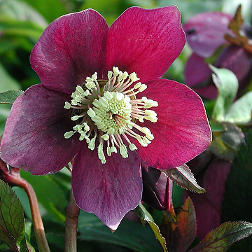 Helleborus hybridus 'Red Lady' Hybridjulros