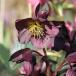 Helleborus hybridus 'Star of Passion' 2L Hybridjulros