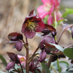 Helleborus hybridus 'Star of Passion' 2L Hybridjulros