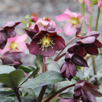 Helleborus hybridus 'Star of Passion' 2L Hybridjulros