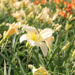 Hemerocallis 'Arctic Snow' Daglilja