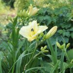 Hemerocallis 'Arctic Snow' Daglilja