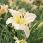 Hemerocallis 'Arctic Snow' Daglilja