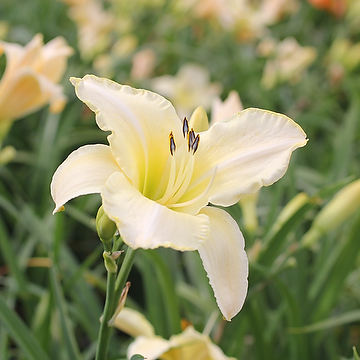 Hemerocallis 'Arctic Snow' Daglilja