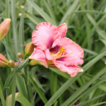 Hemerocallis 'Daring Deception' Daglilja
