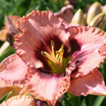 Hemerocallis 'Daring Deception' Daglilja