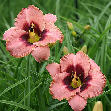Hemerocallis 'Daring Deception' Daglilja