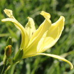 Hemerocallis 'Green Flutter' Daglilja