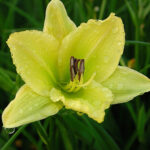 Hemerocallis 'Green Flutter' Daglilja