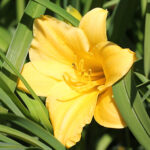 Hemerocallis 'Happy Returns' Daglilja