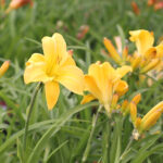 Hemerocallis 'Happy Returns' Daglilja